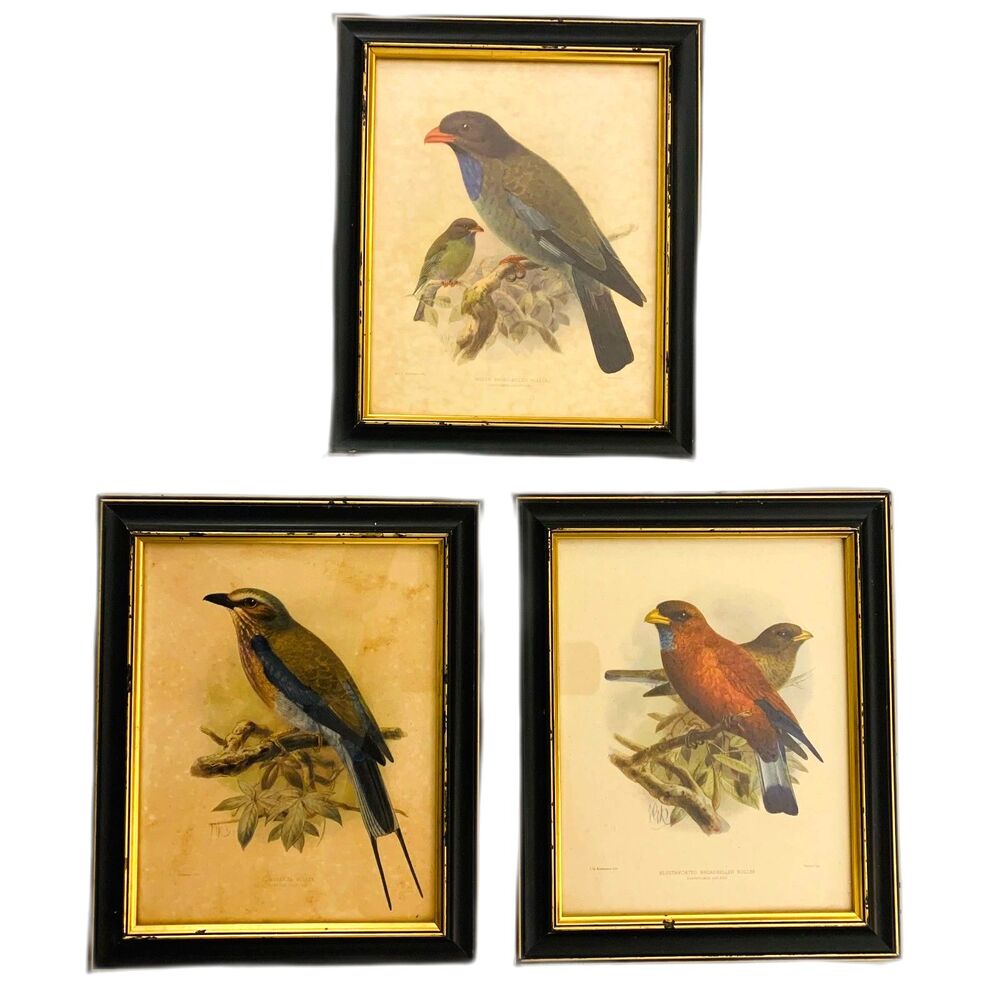 3‎ Vintage J G Kuelermans Roller Bird Reproduction Prints 10 x 12 Black Frames